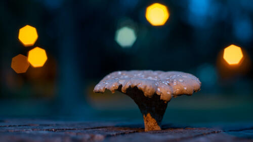 Fancy mushroom lights